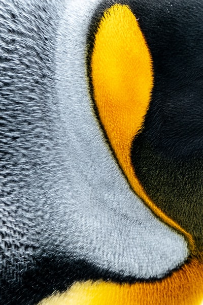 灰黄色和黑色企鹅